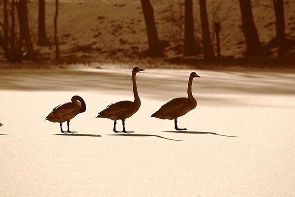 포토 JPG 해외이미지 사람없음 백조 해외202004 해외포토 조류 파일형식 이미지허브