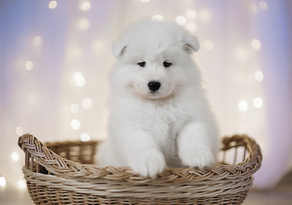 포토 JPG 해외이미지 동물 실내 사람없음 반려동물 귀여움 흰색 아기 개 강아지 작음 솜털 송곳니 기르기 시베리아 해외202004 해외포토 컬러 컨셉 포유류 사람 내부 치아 크기 돌봄 파일형식 이미지허브