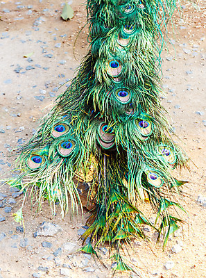 포토 JPG 해외이미지 동물 응시 남자 야생동물 패턴 자연 조류 서기 사람없음 초록색 파란색 컬러풀 머리 산책 활발 흰색 우아함 공작 깃털 꼬리 부리 목 터키석 해외202004 해외포토 시선 컬러 컨셉 무늬 모션 휴식 사람 신체부위 보석 생태계 파일형식 이미지허브