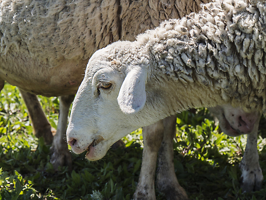 포토 JPG 해외이미지 동물 얼굴 밭 농업 포유류 자연 엄마 털 풍경 사람없음 야외 초록색 여름 농장 농경지 평화 환경 가축 침묵 봄 흰색 시골 아기 양 그룹 소 닫기 군중 방목 땅 묘사 장면 양고기 내추럴 양모 기르기 밭일 생태학 수유 해외202004 해외포토 계절 교육 산업 컬러 컨셉 가족 모션 육류 사람 신체부위 소리 직물 축산업 생태계 돌봄 파일형식 이미지허브