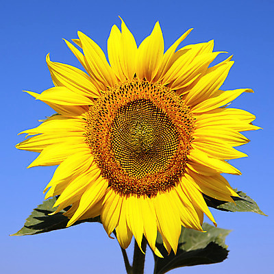 포토 JPG 해외이미지 잎 하늘 해바라기 사람없음 노란색 분위기 해외202004 해외포토 식물 꽃 컬러 컨셉 파일형식 이미지허브