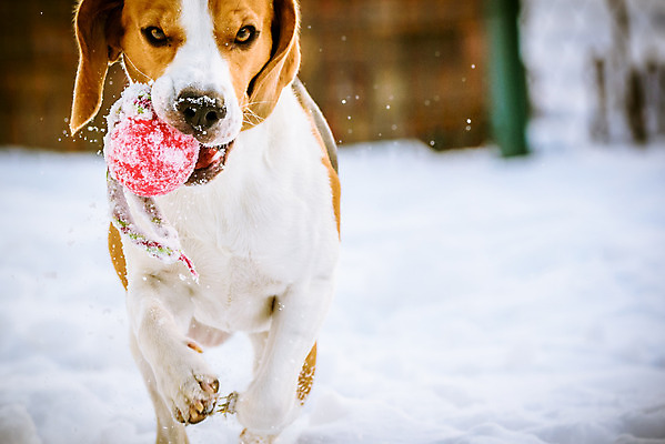 포토 JPG 해외이미지 행복 겨울 공 사람없음 야외 초록색 파란색 친구 반려동물 달리기 정원 에너지 개 귀 비글 기르기 해외202004 해외포토 동물 계절 감정 컬러 포유류 관계 모션 신체부위 돌봄 파일형식 이미지허브