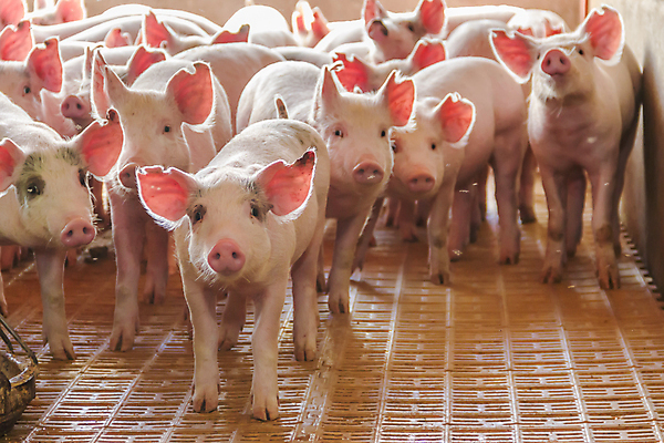포토 JPG 해외이미지 여러마리 실내 사람없음 가축 축산업 축사 아기돼지 양돈장 해외202004 해외포토 동물 건축물 산업 새끼 다수 내부 돼지 파일형식 이미지허브