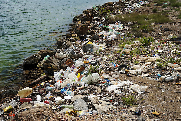 포토 JPG 해외이미지 나무 지구 백그라운드 사람없음 초록색 글로벌 환경 쓰레기 폐기물 거절 버리기 한조각 낭비 생태학 옛날 해외202004 해외포토 식물 1 교육 컬러 컨셉 모션 파일형식 이미지허브