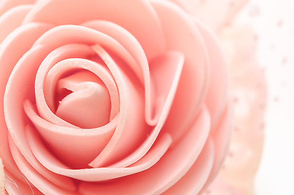 포토 JPG 해외이미지 식물 꽃 분홍색 자연 추상 사람없음 빨간색 장미 닫기 부드러움 내추럴 파스텔톤 해외202004 해외포토 컬러 무늬 모션 감각 생태계 파일형식 이미지허브