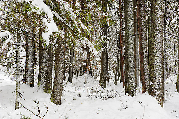 포토 JPG 해외이미지 나무 계절 백그라운드 겨울 자연 날씨 풍경 사람없음 야외 빛 환경 냉동 침묵 추위 가을 흰색 나뭇가지 시골 소나무 숲 서리 장면 상록수 전나무 자작나무 처음 눈내림 해외202004 해외포토 식물 컬러 눈_날씨 소리 생태계 파일형식 이미지허브