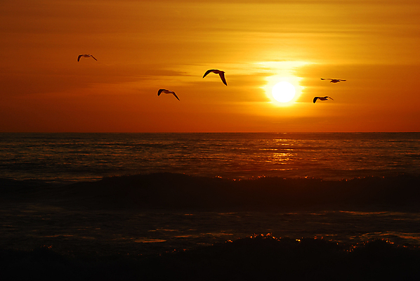포토 JPG 해외이미지 주간 해외풍경 바다 여러마리 갈매기 사람없음 야외 태양 노을 미국 비행 캘리포니아 새떼 해외202004 해외포토 자연요소 해외 다수 북아메리카 조류 풍경 파일형식 이미지허브