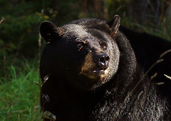 포토 JPG 해외이미지 동물 얼굴 야생동물 곰 포유류 자연 휴식 털 사람없음 야외 머리 쌓기 검은색 힘 코트 위험 큼 묘사 귀 육식동물 부드러움 내추럴 거짓말 동물상 총구 힘찬 해외202004 해외포토 컬러 컨셉 모션 신체부위 조형물 외투 감각 크기 생태계 파일형식 이미지허브