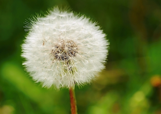 포토 JPG 해외이미지 모양 식물 공원 꽃 백그라운드 컨셉 꽃무늬 패턴 자연 바람 씨앗 사람없음 야외 초록색 여름 빛 머리 맑음 봄 성장 벚꽃 가을 흰색 작음 민들레 크리스탈 묘사 싱글 유기농 장면 부드러움 솜털 내추럴 고립 생태학 타격 해외202004 해외포토 자연요소 웰빙 계절 공공시설 교육 컬러 무늬 모션 날씨 신체부위 감각 크기 광석 생태계 파일형식 이미지허브