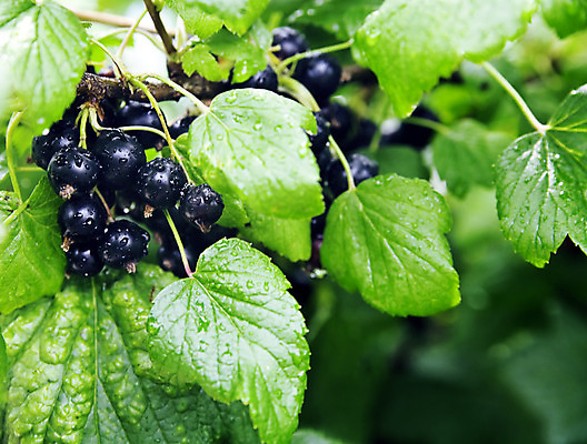 포토 JPG 해외이미지 식물 열매 음식 백그라운드 잎 과일 자연 디저트 매달리기 건강 사람없음 초록색 빛 농작물 검은색 수확 물방울 신선 원형 그룹 선택 달콤 맛 다발 오브젝트 상쾌 유기농 7월 내추럴 건포도 숙성 채식주의자 해외202004 해외포토 도형 웰빙 감정 컬러 컨셉 농업 모션 포도 날짜 생태계 채식 건과일 파일형식 이미지허브