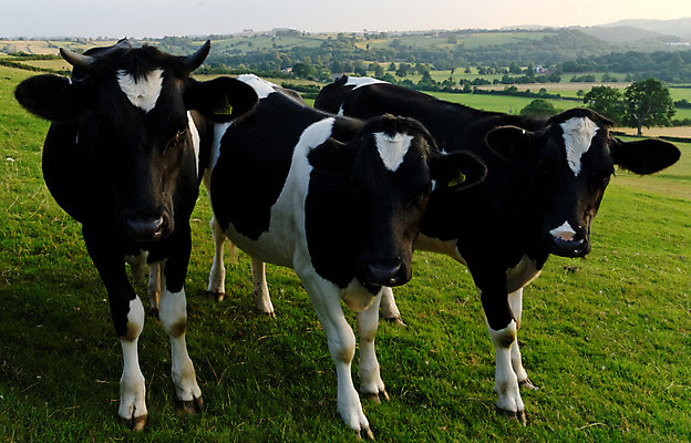 포토 JPG 해외이미지 동물 농업 사람없음 농장 소고기 소 해외202004 해외포토 산업 포유류 육류 파일형식 이미지허브