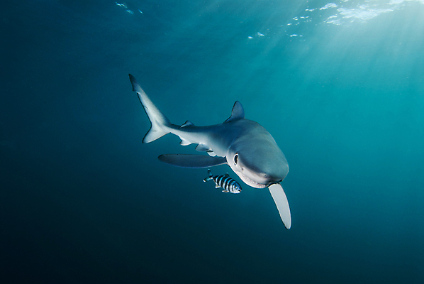 포토 JPG 해외이미지 바다 어류 사람없음 물 육식동물 상어 해외202004 해외포토 자연요소 동물 수중동물 파일형식 이미지허브