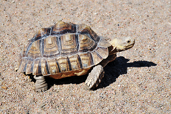 포토 JPG 해외이미지 동물 남자 도로 야생동물 바다 컨셉 패턴 파충류 모션 발 자연 생물 거리 건조 사람없음 초록색 반려동물 상자 갈색 수영 사막 껍질 흰색 거북이 보호 정상 속도 눈금 방패 느림 기어가기 고립 고집 등딱지 옛날 인내 초식 해외202004 해외포토 길 컬러 무늬 교통시설 사람 신체부위 수상스포츠 생태계 파일형식 이미지허브