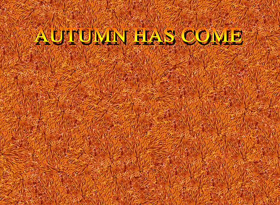 포토 JPG 해외이미지 나무 계절 백그라운드 잎 패턴 자연 건조 사람없음 갈색 노란색 가을 질감 해외202004 해외포토 식물 컬러 무늬 생태계 파일형식 이미지허브