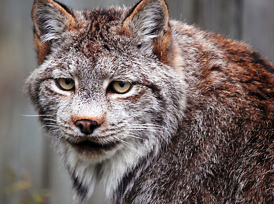 포토 JPG 해외이미지 동물 응시 캐나다 포유류 자연 털 동물원 사람없음 야외 갈색 고양이 게임 입 손목시계 육식동물 스라소니 해외202004 해외포토 시선 시계 컬러 북아메리카 장신구 놀이 신체부위 반려동물 생태계 파일형식 이미지허브