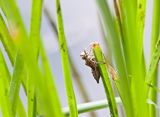 포토 JPG 해외이미지 식물 계절 꽃잎 꽃 호수 분홍색 잎 자연 사람없음 초록색 물 반사 평화 환경 정원 보라색 봄 벚꽃 연못 신선 우아함 잠자리 심볼 묘사 만족 반대 내추럴 해외202004 해외포토 자연요소 감정 컬러 곤충 컨셉 생태계 파일형식 이미지허브