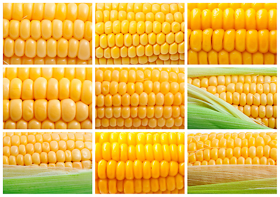 포토 JPG 해외이미지 음식 백그라운드 잎 농업 채소 재료 건강 옥수수 사람없음 초록색 세트 노란색 껍질 신선 황금 달콤 낟알 수집 알맹이 날것 귀 팝콘 내추럴 숙성 해외202004 해외포토 식물 산업 컬러 곡류 신체부위 맛 파일형식 이미지허브