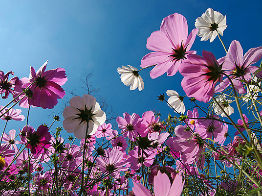 포토 JPG 해외이미지 식물 꽃 분홍색 백그라운드 꽃무늬 밭 자연 하늘 풍경 사람없음 야외 초록색 여름 파란색 컬러풀 환경 정원 맑음 보라색 활발 벚꽃 시골 신선 개화 제비꽃 묘사 코스모스 강렬 많음 해외202004 해외포토 계절 컬러 컨셉 무늬 농업 날씨 생태계 파일형식 이미지허브
