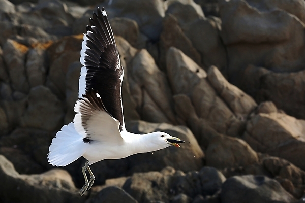 포토 JPG 해외이미지 동물 1 야생동물 바다 날개 자연 갈매기 조류 낚시 사람없음 여름 검은색 자유 흰색 비행 오픈 닫기 깃털 부리 암초 다시마 무료 해외202004 해외포토 계절 컬러 컨셉 모션 레저 해조류 생태계 파일형식 이미지허브