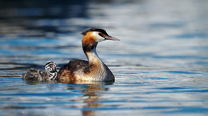 포토 JPG 해외이미지 동물 여자 남자 호수 야생동물 자연 조류 사람없음 야외 물 머리 흰색 아기 큼 깃털 부리 갈기 물새 동물상 해외202004 해외포토 자연요소 컬러 사람 신체부위 조형물 크기 생태계 파일형식 이미지허브