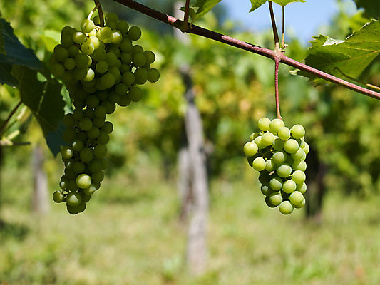 포토 JPG 해외이미지 식물 음식 잎 농업 과일 자연 포도 건강 사람없음 야외 초록색 농작물 농장 환경 와인 수확 성장 시골 신선 포도밭 발효 포도나무 메를로 양조 세련 해외202004 해외포토 산업 컬러 밭 주류 과일나무 생태계 파일형식 이미지허브
