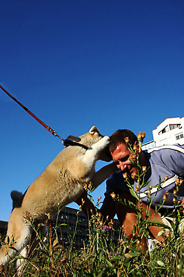 포토 JPG 해외이미지 동물 얼굴 신체 하늘 한명 파란색 반려동물 일본 힘 용기 자신감 개 강아지 위험 큼 근육질 고체 기르기 지능 힘찬 해외202004 해외포토 1 그릇 감정 아시아 컬러 컨셉 포유류 근육 사람 신체부위 크기 몸매 돌봄 파일형식 이미지허브