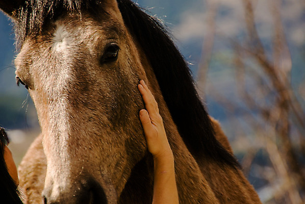 포토 JPG 해외이미지 동물 손 여자 행복 감정 관계 자연 사랑 사람 사람없음 야외 반려동물 갈색 머리 힘 침묵 우정 기쁨 만지기 터치 승마 닫기 부드러움 테라피 기르기 돌봄 타격 쓰다듬기 해외202004 해외포토 스포츠 컬러 모션 신체부위 친구 뷰티 소리 감각 생태계 파일형식 이미지허브