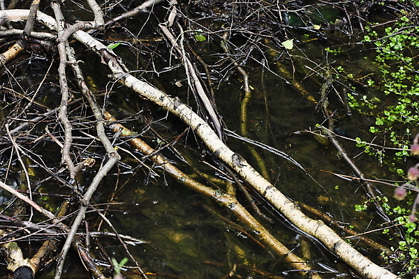 포토 JPG 해외이미지 나무 사람없음 목재 물 나뭇가지 변소 해외202004 해외포토 자연요소 식물 재료 파일형식 이미지허브
