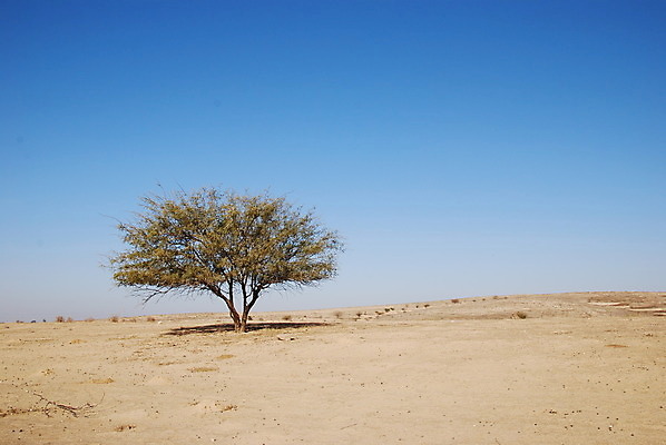 포토 JPG 해외이미지 나무 식물 계절 잎 밭 자연 하늘 풍경 사람없음 야외 초록색 여름 파란색 힘 사막 자유 시골 고독 땅 오브젝트 싱글 장면 오지 수평선 해외202004 해외포토 감정 컬러 컨셉 농업 생태계 파일형식 이미지허브