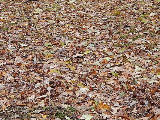 포토 JPG 해외이미지 나무 공원 도로 잎 벤치 자연 새로움 풍경 잔디 사람없음 목재 초록색 여름 빛 정원 봄 도시 숲 정사각형 일반 바르샤바 해외202004 해외포토 도형 식물 계절 공공시설 길 컬러 컨셉 의자 재료 교통시설 생태계 폴란드 파일형식 이미지허브