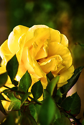 포토 JPG 해외이미지 식물 1 계절 기념일 꽃잎 꽃 잎 꽃무늬 자연 휴가 발렌타인데이 선물 사랑 사람없음 초록색 장미 노란색 봄 활발 벚꽃 신선 심볼 싱글 열정 내추럴 해외202004 해외포토 감정 컬러 컨셉 무늬 데이이벤트 이벤트 생태계 파일형식 이미지허브