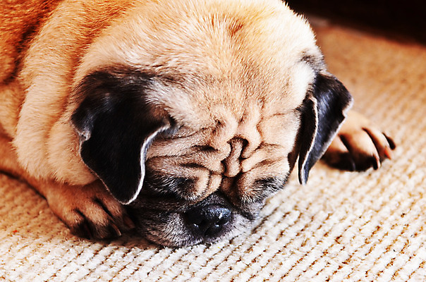 포토 JPG 해외이미지 동물 1 응시 얼굴 백그라운드 신체 포유류 바닥 프레임 사랑 앉기 사람없음 야외 가로 반려동물 머리 우주 검은색 슬픔 흰색 표현 관찰 최고 기다림 개 강아지 작음 호기심 사냥개 송곳니 거짓말 아기사슴 우울증 테마 파스텔톤 해외202004 해외포토 시선 감정 새끼 컬러 컨셉 모션 사슴 신체부위 치아 질병 크기 파일형식 이미지허브