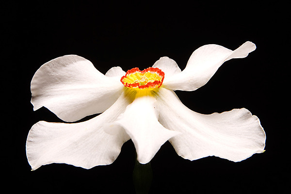 포토 JPG 해외이미지 꽃잎 꽃 꽃무늬 자연 부활절 사람없음 검은색 봄 흰색 신선 수선화 고립 해외202004 해외포토 식물 계절 기념일 컬러 무늬 생태계 파일형식 이미지허브