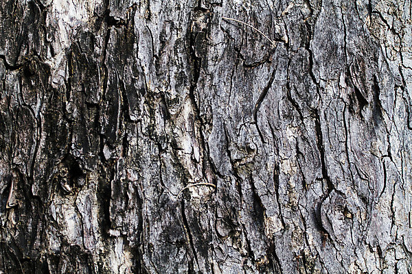 포토 JPG 해외이미지 나무 식물 공원 선 백그라운드 패턴 자연 표면 날씨 건조 사람없음 목재 갈색 환경 회색 나뭇가지 소나무 거친 역사 보호 숲 장작 피부 묘사 질감 나무껍질 코르크 잡동사니 거인 내추럴 평행 수목 썩음 옛날 울퉁불퉁 해외202004 해외포토 공공시설 컬러 컨셉 무늬 재료 신체부위 껍질 생태계 파일형식 이미지허브