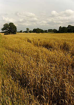포토 JPG 해외이미지 나무 구름 계절 전통문화 밭 농업 하늘 그림자 옥수수 풍경 사람없음 초록색 여름 파란색 빛 농장 봄 줄무늬 가을 농촌 구멍 연결 작음 땅 심플 조경 일렬 시에나 평야 호밀 수평선 해외202004 해외포토 자연요소 식물 전통 산업 문화 컬러 무늬 자연 곡류 시골 크기 파일형식 이미지허브