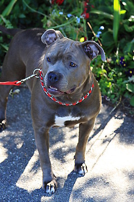 포토 JPG 해외이미지 동물 응시 공원 자연 경비 사람없음 야외 초록색 파란색 반려동물 갈색 개 보호 놀이터 숲 경계 보안 해외202004 해외포토 시선 공공시설 컬러 컨셉 포유류 놀이 안전 생태계 파일형식 이미지허브