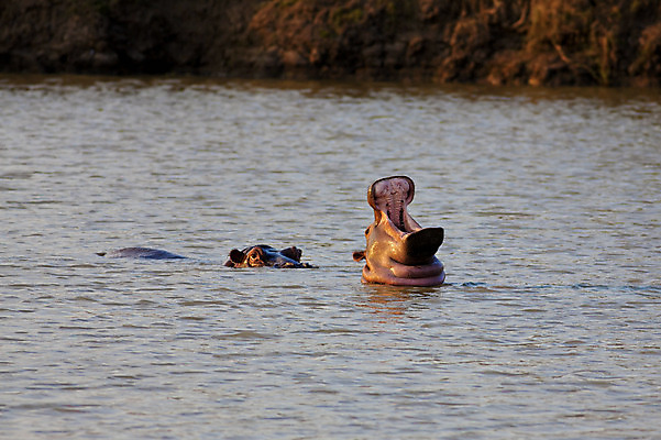 포토 JPG 해외이미지 동물 공원 호수 야생동물 신체 포유류 아프리카 초식동물 사람없음 물 강 젖음 연못 입 황무지 치아 위험 큼 사파리 하마 전국 탄자니아 해외202004 해외포토 자연요소 공공시설 나라 컨셉 신체부위 소화기관 크기 파일형식 이미지허브