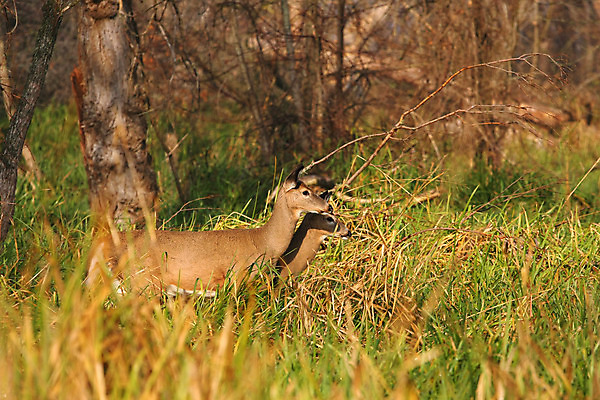 포토 JPG 해외이미지 나무 동물 계절 공원 야생동물 밭 포유류 자연 휴식 뿔 사람없음 야외 갈색 머리 쌓기 달러 흰색 나뭇가지 시골 숲 방목 바퀴자국 싱글 꼬리 사냥 귀 내추럴 동물상 아기사슴 암사슴 해외202004 해외포토 식물 공공시설 새끼 컬러 컨셉 돈 농업 자국 모션 사슴 신체부위 조형물 축산업 암컷 생태계 파일형식 이미지허브