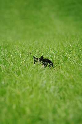 포토 JPG 해외이미지 동물 백그라운드 밭 포유류 자연 휴식 털 사람없음 반려동물 정원 검은색 고양이 기다림 싱글 귀 해외202004 해외포토 컬러 컨셉 농업 모션 신체부위 생태계 파일형식 이미지허브