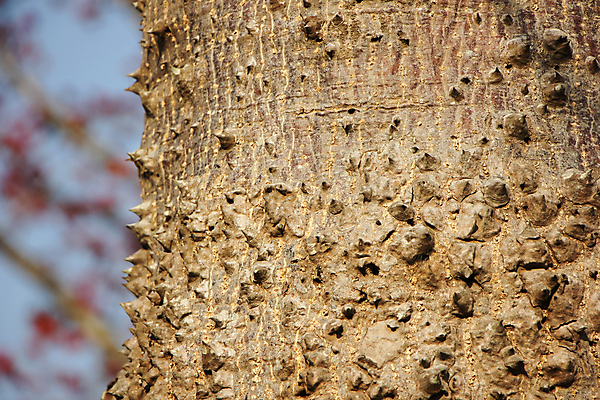 포토 JPG 해외이미지 나무 식물 꽃잎 꽃 아시아 줄기 자연 하늘 동양인 사람없음 빨간색 약 정원 중국 봄 벚꽃 나뭇가지 신선 면 실크 묘사 해외202004 해외포토 계절 나라 컬러 의학 인종 직물 생태계 파일형식 이미지허브