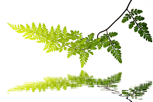 포토 JPG 해외이미지 식물 선 백그라운드 잎 자연 사람없음 초록색 우주 흰색 자르기 고립 양치류 카피스페이스 해외202004 해외포토 컬러 모션 공백 생태계 파일형식 이미지허브