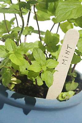 포토 JPG 해외이미지 식물 계절 화초 음식 잎 재료 자연 건강 사람없음 성장 신선 고명 양념 맛 약초 냄비 민트 허브 향신료 준비 유기농 원예 향기 점토 향료 향 성분 아로마테라피 국산 내추럴 고립 식용 심기 채식주의자 해외202004 스피아민트 해외포토 웰빙 컨셉 모션 취미 풀_식물 솥 생태계 채식 냄새 테라피 향미료 파일형식 이미지허브