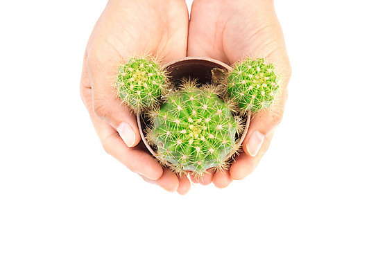 포토 JPG 해외이미지 식물 손 꽃 화초 백그라운드 꽃무늬 자연 선인장 주택 미술 사람없음 장식 초록색 정원 고통 사막 성장 흰색 시골 신선 가시 냄비 위험 작음 갈증 오브젝트 데이지 날카로움 가뭄 내추럴 고립 골무 심기 해외202004 해외포토 감정 컬러 컨셉 무늬 모션 날씨 문화예술 건물 신체부위 솥 크기 생태계 파일형식 이미지허브