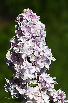 포토 JPG 해외이미지 나무 식물 계절 꽃잎 꽃 줄기 백그라운드 잎 꽃무늬 자연 사람없음 야외 장식 초록색 여름 파란색 햇빛 머리 정원 보라색 봄 벚꽃 나뭇가지 신선 개화 편안함 다발 제비꽃 원예 향기 라일락 꽃수술 전경 해외202004 해외포토 컬러 무늬 풍경 취미 신체부위 태양 감각 생태계 냄새 파일형식 탑뷰 이미지허브