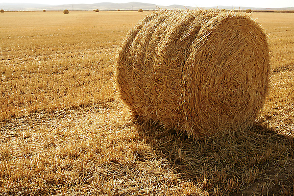 포토 JPG 해외이미지 주간 농업 풍경 사람없음 야외 농경지 짚더미 뭉치 해외202004 해외포토 자연요소 산업 농장 볏짚 파일형식 더미 이미지허브