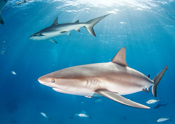 포토 JPG 해외이미지 동물 야생동물 스포츠 바다 여행 백그라운드 자연 어류 사람없음 야외 물 파란색 바닷속 수중 산호 위험 다이빙 육식동물 암초 깊이 바하마 해외202004 해외포토 자연요소 컬러 컨셉 수영 수중동물 자포동물 생태계 수중스포츠 파일형식 이미지허브