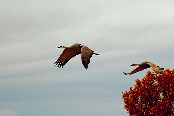 포토 JPG 해외이미지 이동 조류 하늘 날씨 사람없음 빨간색 환경 가을 보호 큼 깃털 기중기 부리 멸종 내추럴 뉴멕시코 황새 해외202004 해외포토 동물 계절 컬러 컨셉 중장비 크기 파일형식 이미지허브