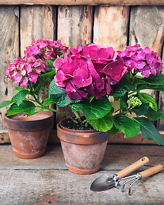 포토 JPG 해외이미지 식물 디자인 꽃잎 꽃 분홍색 잎 꽃무늬 자연 거리 사람없음 야외 장식 초록색 파란색 세트 컬러풀 정원 보라색 봄 성장 흰색 신선 냄비 제비꽃 유기농 원예 수국 고립 여의주 해외202004 해외포토 웰빙 계절 컬러 무늬 취미 솥 생태계 파일형식 이미지허브