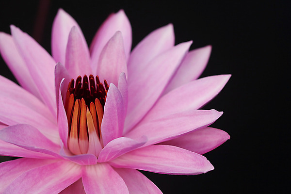 포토 JPG 해외이미지 식물 공원 꽃잎 꽃 아시아 종교 선 분홍색 꽃무늬 불교 태국 자연 휴식 동양인 사람없음 야외 물 정원 검은색 화목 봄 벚꽃 연못 개화 우아함 명상 엽서 고립 이국적 해외202004 해외포토 자연요소 계절 공공시설 나라 컬러 컨셉 무늬 인종 편지 생태계 파일형식 이미지허브