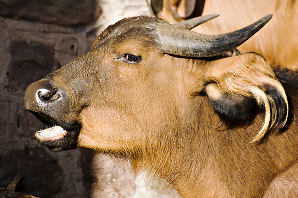포토 JPG 해외이미지 남자 야생동물 아프리카 자연 뿔 사람없음 검은색 소 망토 사파리 황소 해외202004 해외포토 동물 나라 컬러 포유류 사람 생태계 파일형식 이미지허브